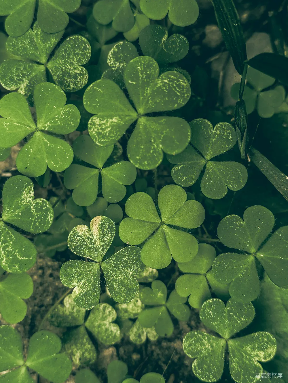高清摄影 四叶草 自然 绿色 植物 户外 绿意盎然的四叶草