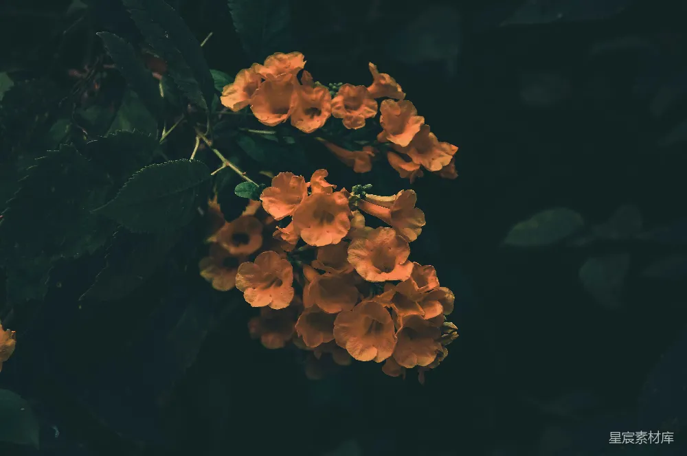 高清摄影 风铃花 花朵 自然 静谧 自然风光 橙色风铃花的静谧之美