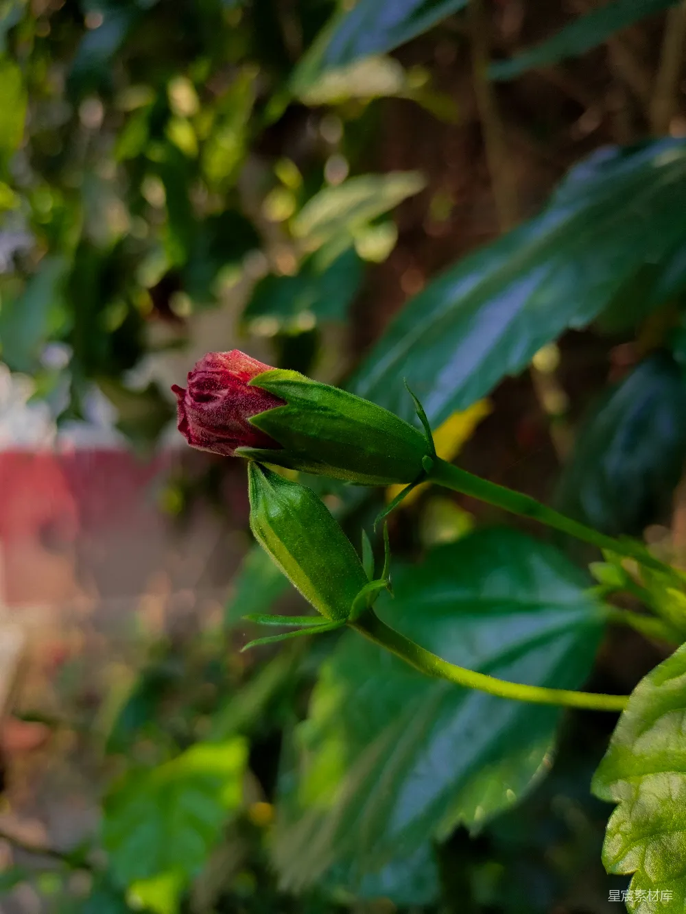 高清摄影 玫瑰花蕾 自然美 植物 花卉 微距 绽放的玫瑰花蕾