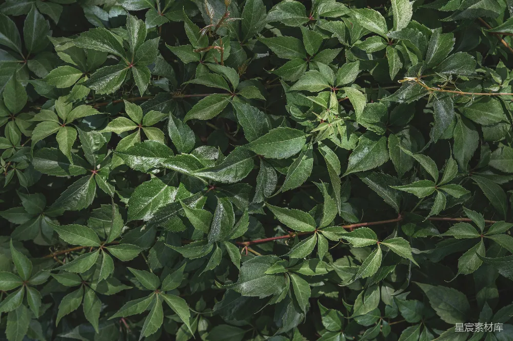 高清摄影 自然 绿色 植物 背景 生机 生机勃勃的绿叶背景