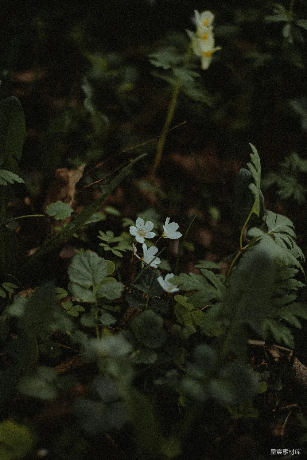 高清摄影 自然 森林 花卉 宁静 户外 森林中的白花