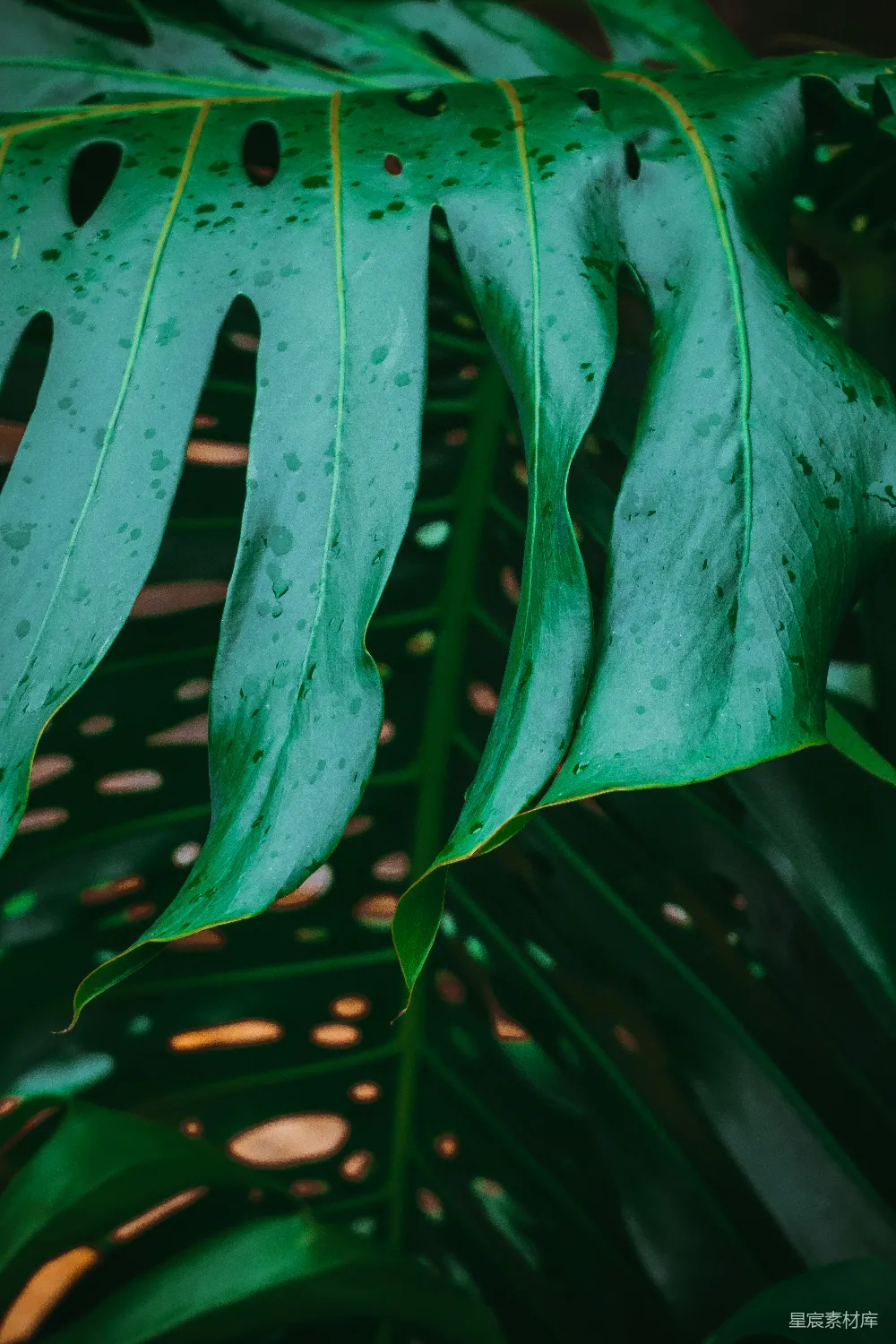 高清摄影 热带植物 绿色 叶子 自然 特写 热带植物的叶子特写