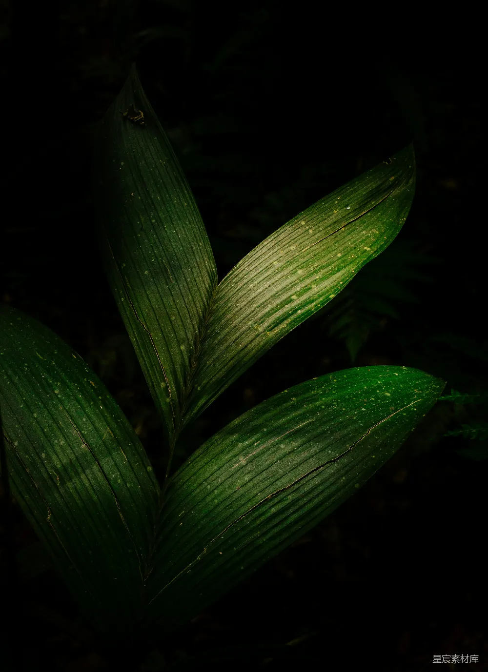 高清摄影 自然 植物 深色背景 森林 生态 深林中的绿叶
