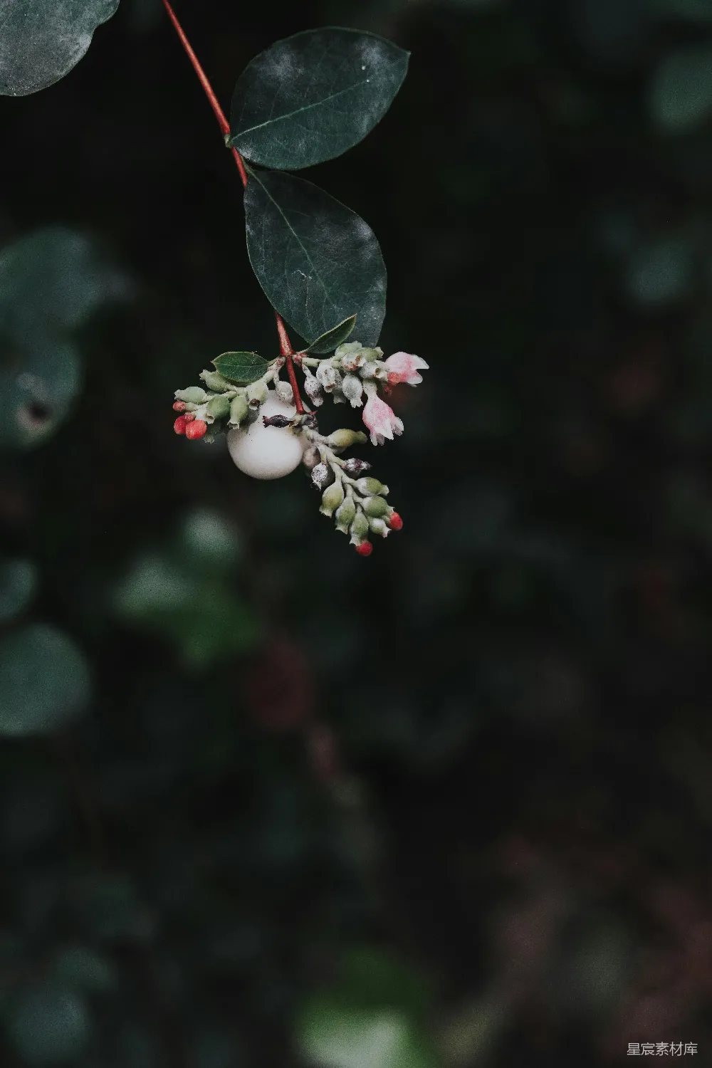 高清摄影 自然 植物 果实 森林 静谧 自然中的果实与叶片