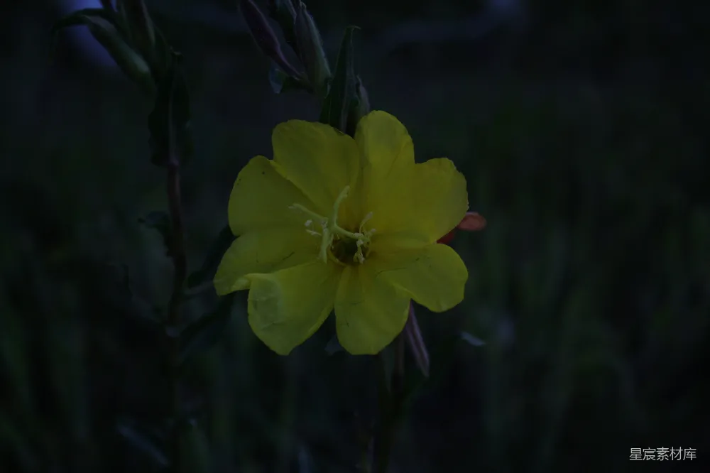 高清摄影 黄色花朵 自然摄影 黄昏 植物 宁静 黄昏中的黄色花朵
