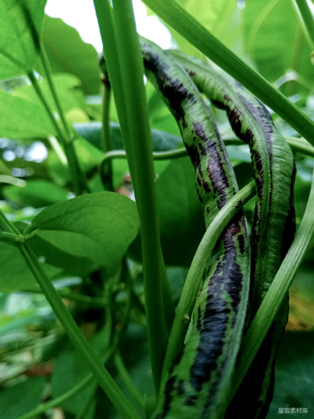 高清摄影 植物 自然 生态 绿色 条纹 绿色植物上的黑色条纹