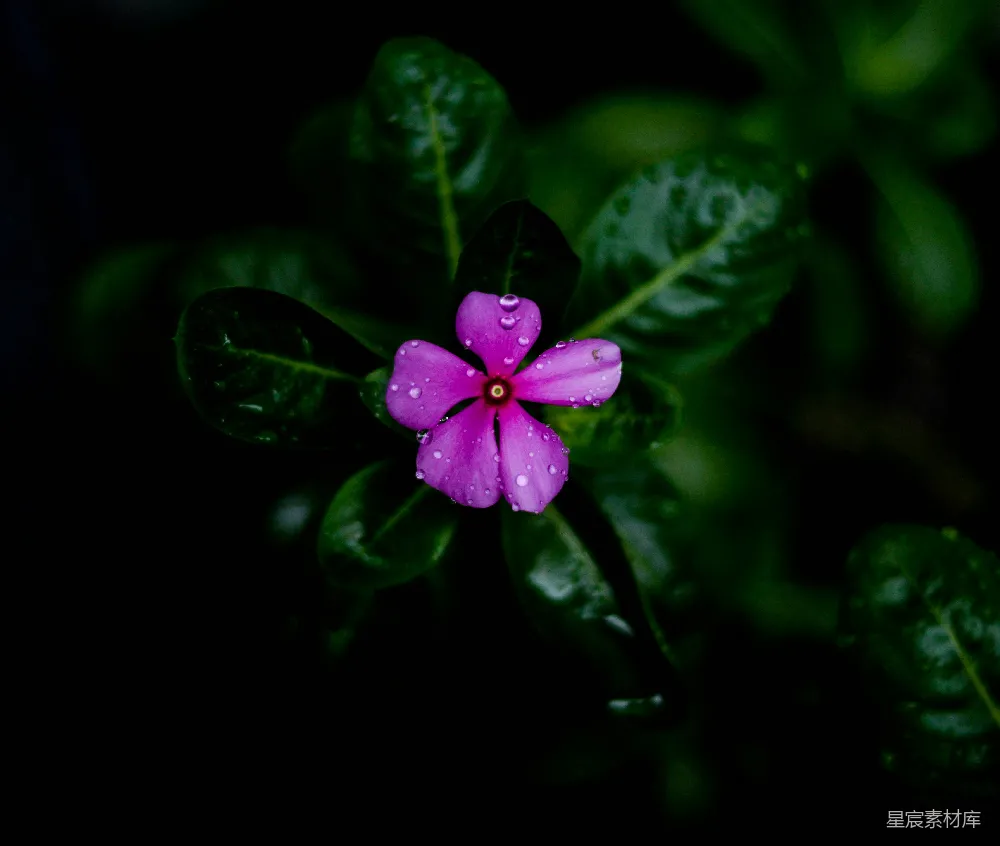 高清摄影 紫色花朵 雨滴 自然 清新 静谧 雨后绽放的紫色花朵