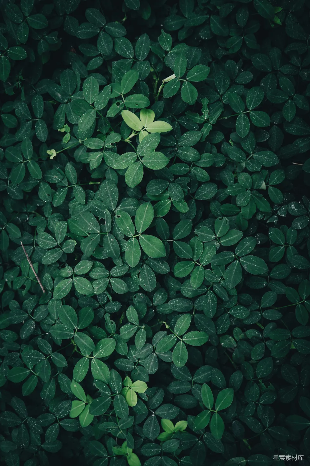 高清摄影 绿色 自然 植物 纹理 生态 绿色植物的自然纹理