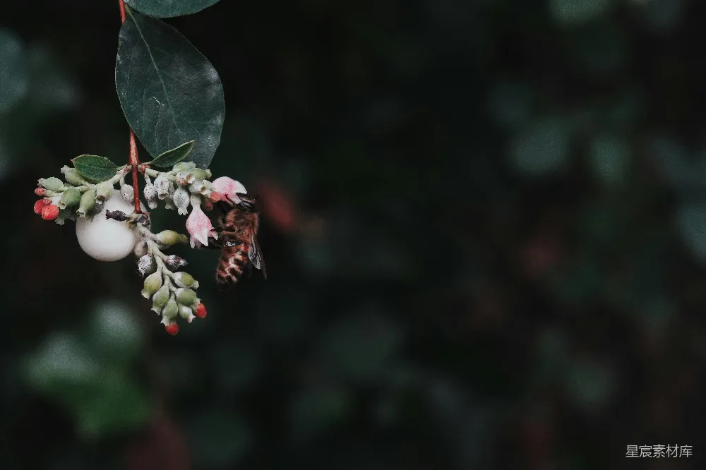 高清摄影 蜜蜂 自然 浆果 植物 户外 蜜蜂与浆果