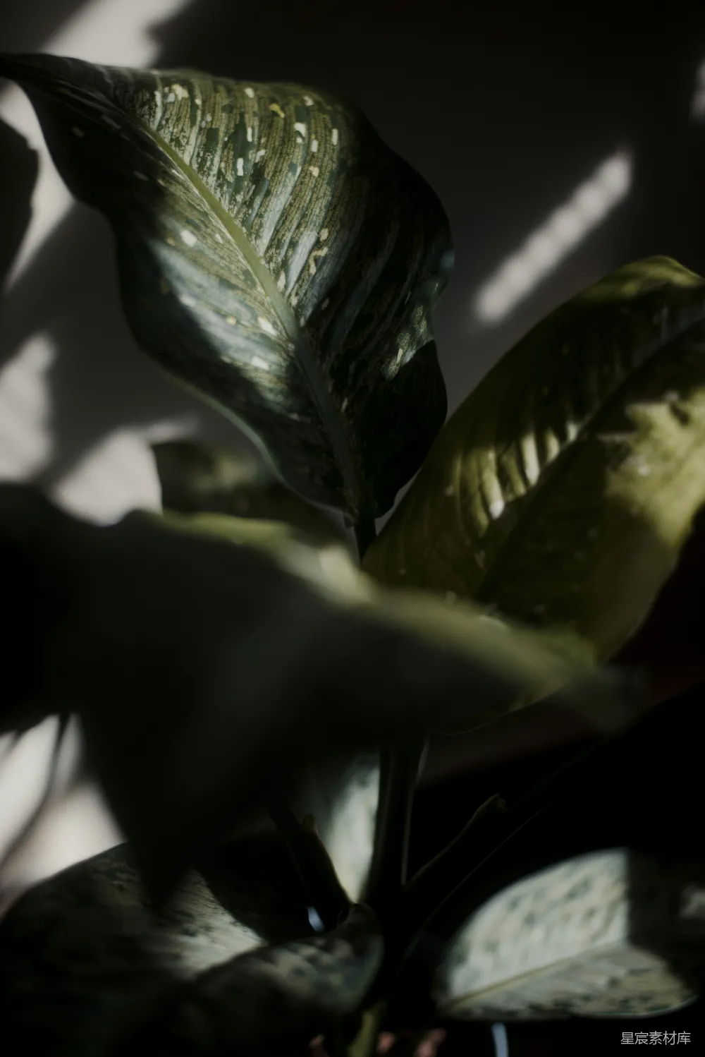 高清摄影 植物 光影 自然 室内 艺术 光影下的植物特写