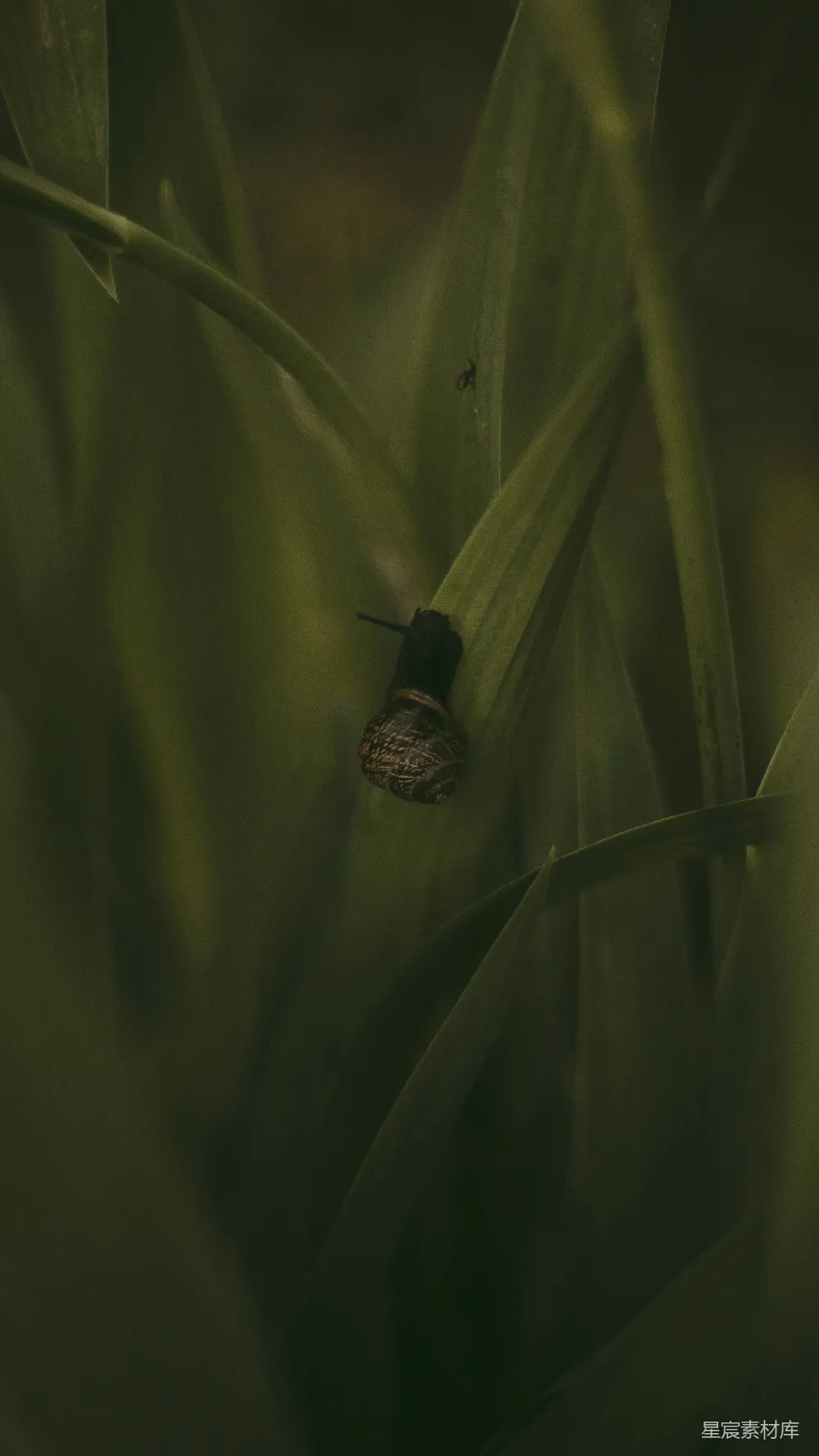 高清摄影 蜗牛 植物 自然 晨光 宁静 蜗牛的晨间探索