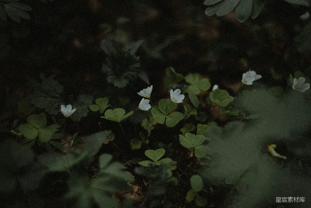 高清摄影 自然 森林 花朵 幽静 宁静 幽暗森林中的白花
