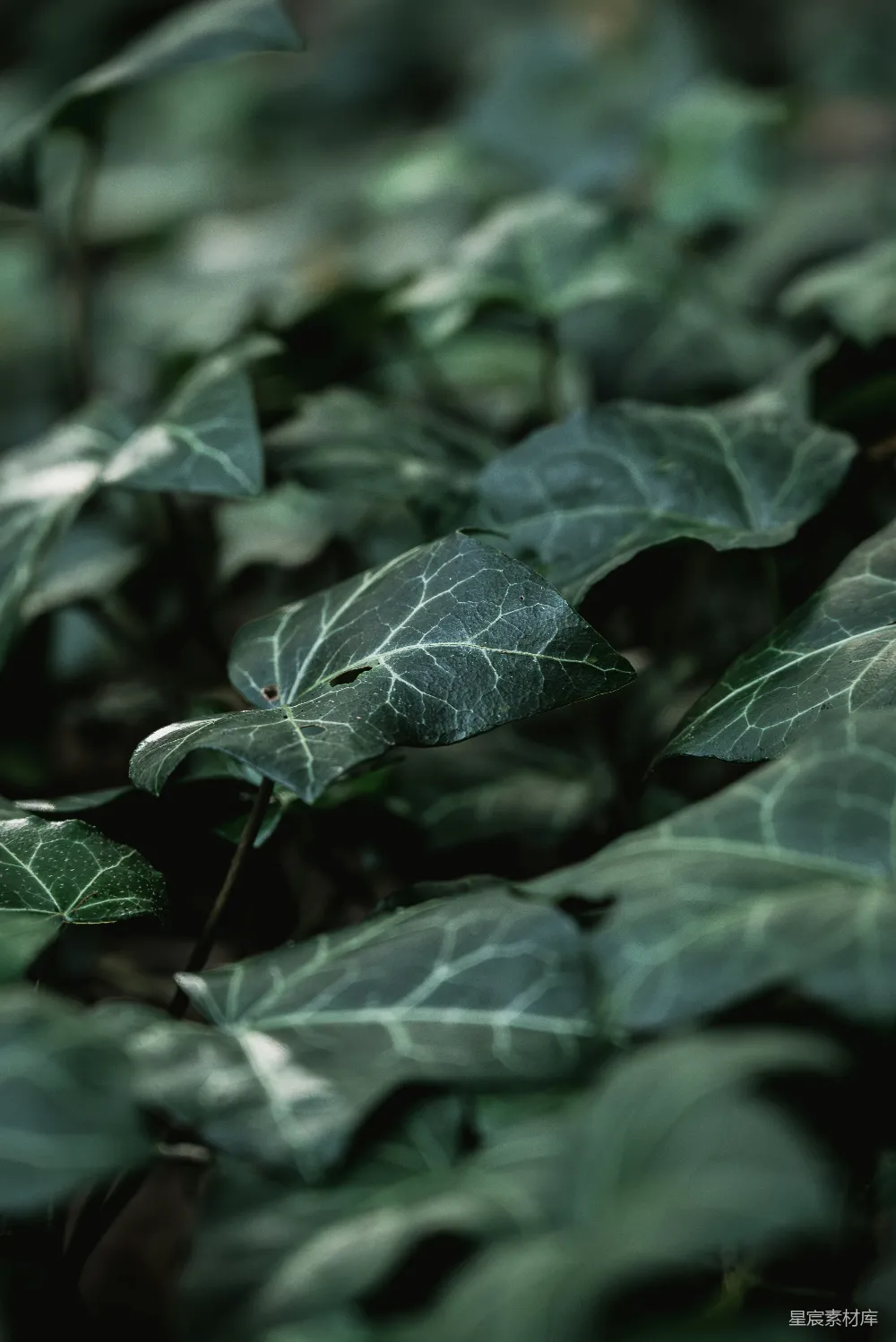 高清摄影 自然 植物 叶子 绿色 宁静 幽静的绿叶特写