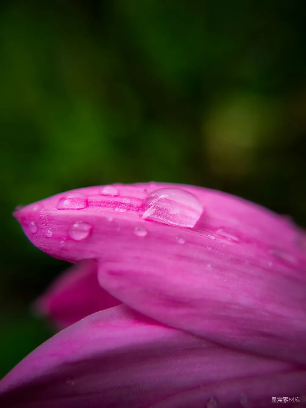 高清摄影 花朵 特写 自然 雨滴 粉红色 粉红花瓣上的雨滴