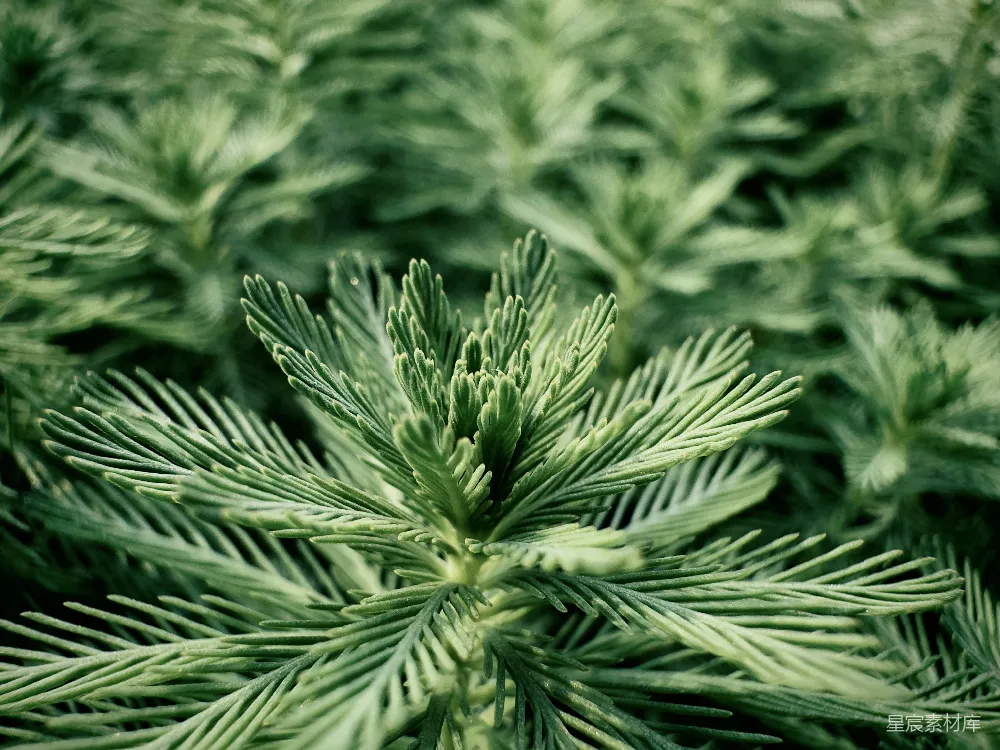 高清摄影 自然 植物 细节 绿色 宁静 松针特写