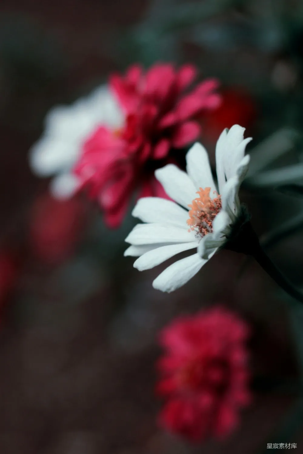 高清摄影 花朵 对比 自然 花卉摄影 静物 白花与红花的对比