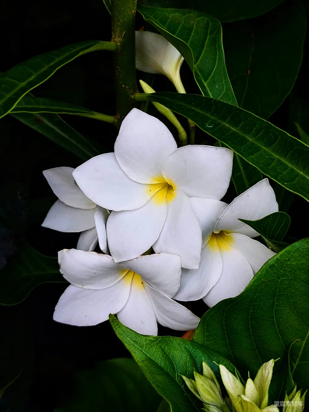 高清摄影 花朵 自然 清新 植物 摄影 纯洁的白花与绿叶