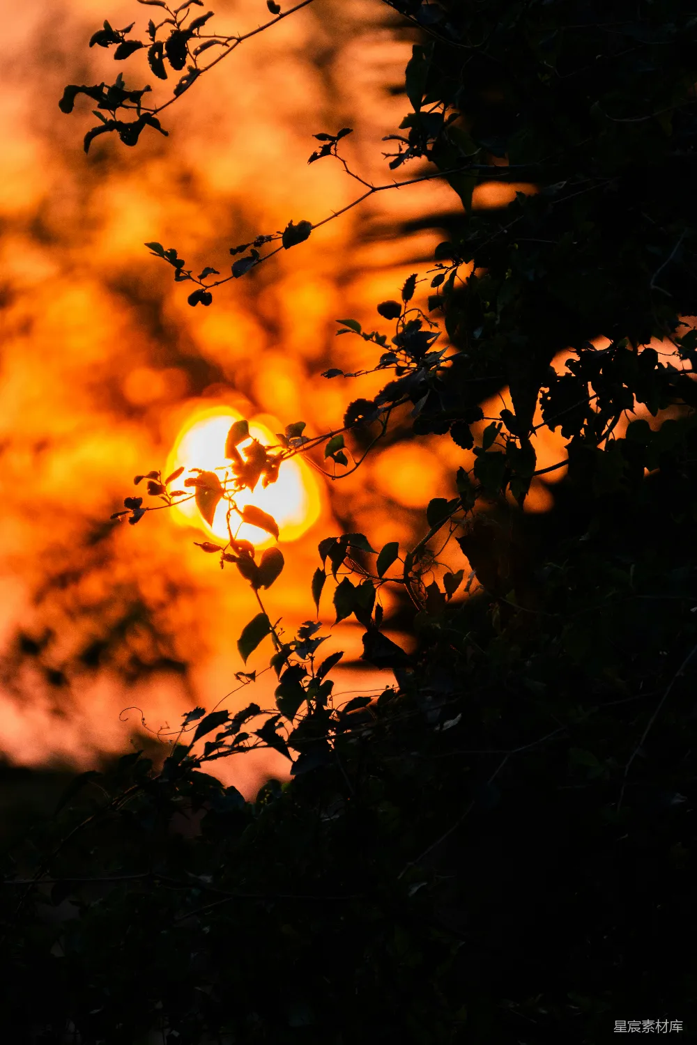 高清摄影 自然 夕阳 剪影 树叶 宁静 夕阳透过树叶的剪影