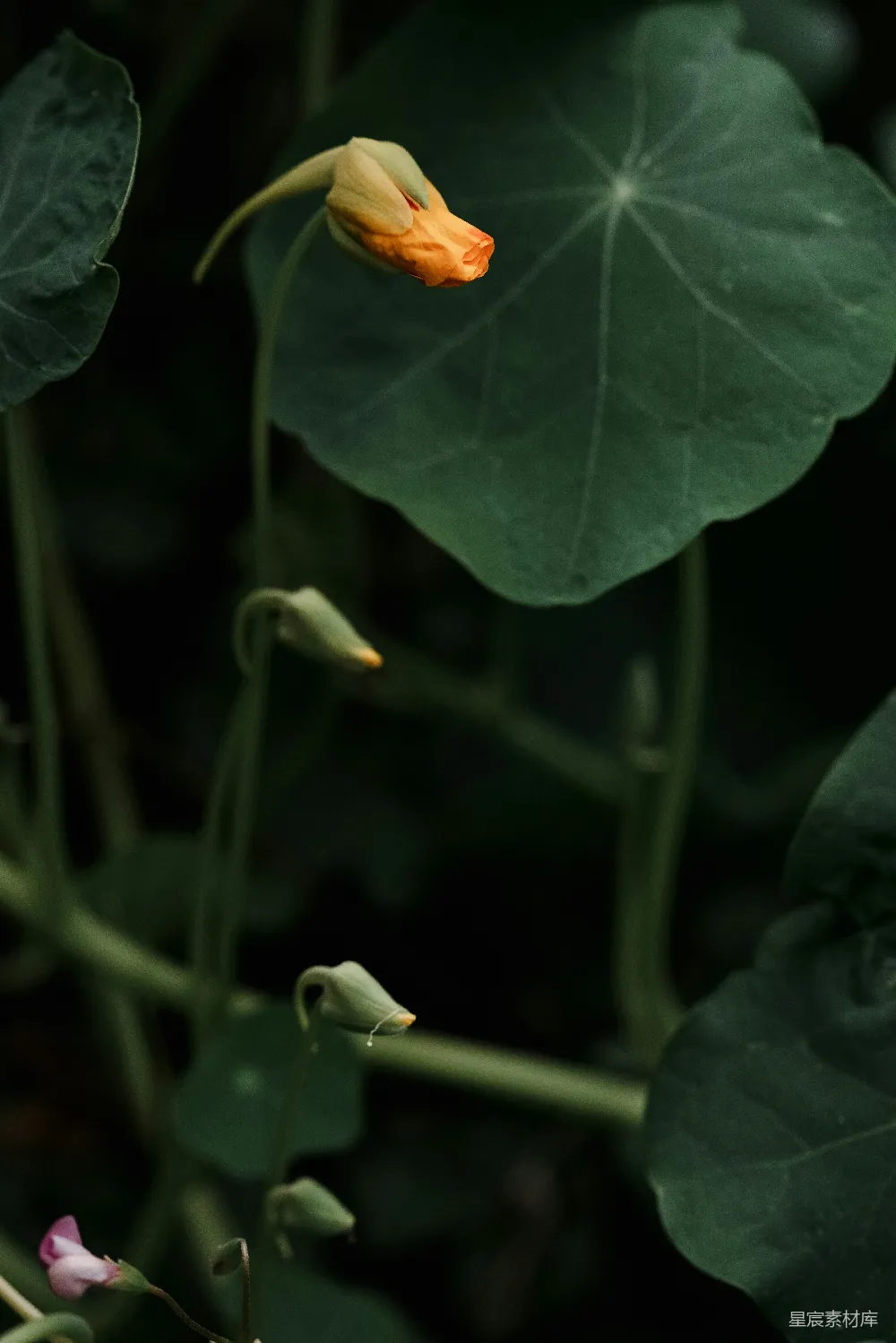 高清摄影 花朵 自然 绿色 静谧 植物 静谧的花蕾与深绿的叶子