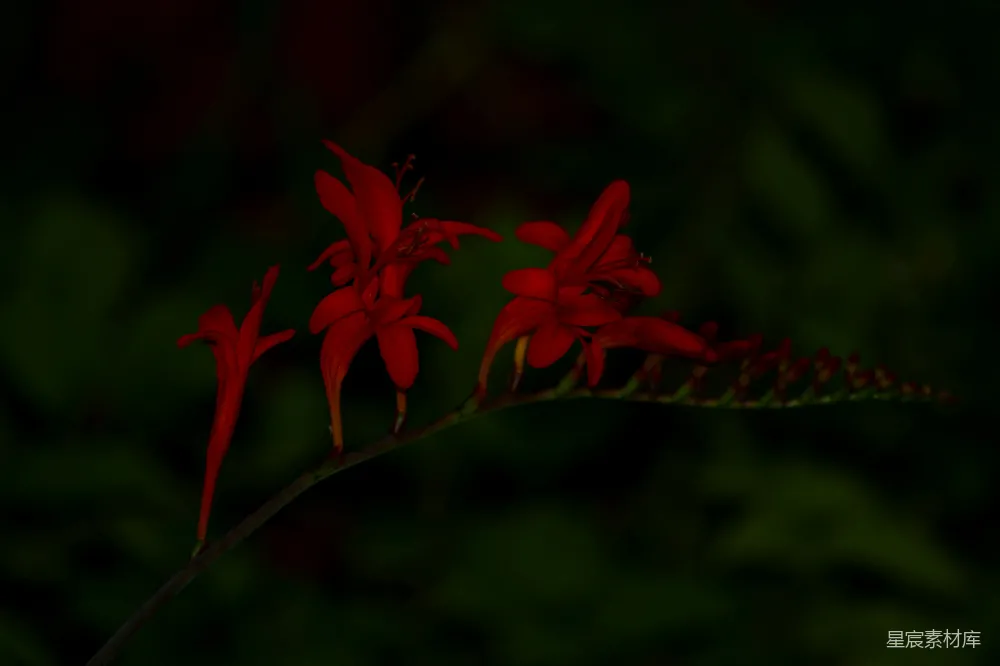 高清摄影 红色花朵 暗夜 自然 静谧 植物 暗夜中的红色花朵