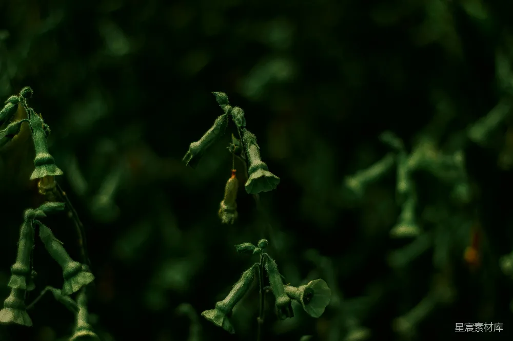 高清摄影 自然 深绿色 静谧 植物 暗调 幽暗中的铃铛花