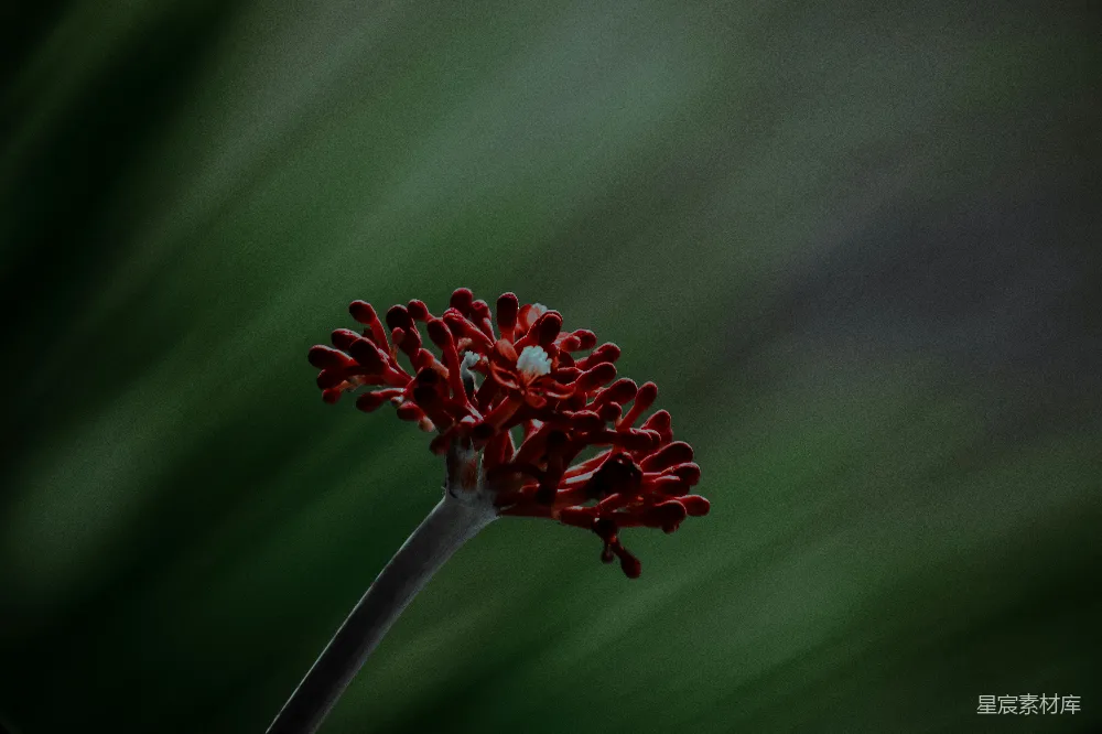 高清摄影 红色珊瑚花 自然 静谧 花卉 摄影 红色珊瑚花的静谧之美