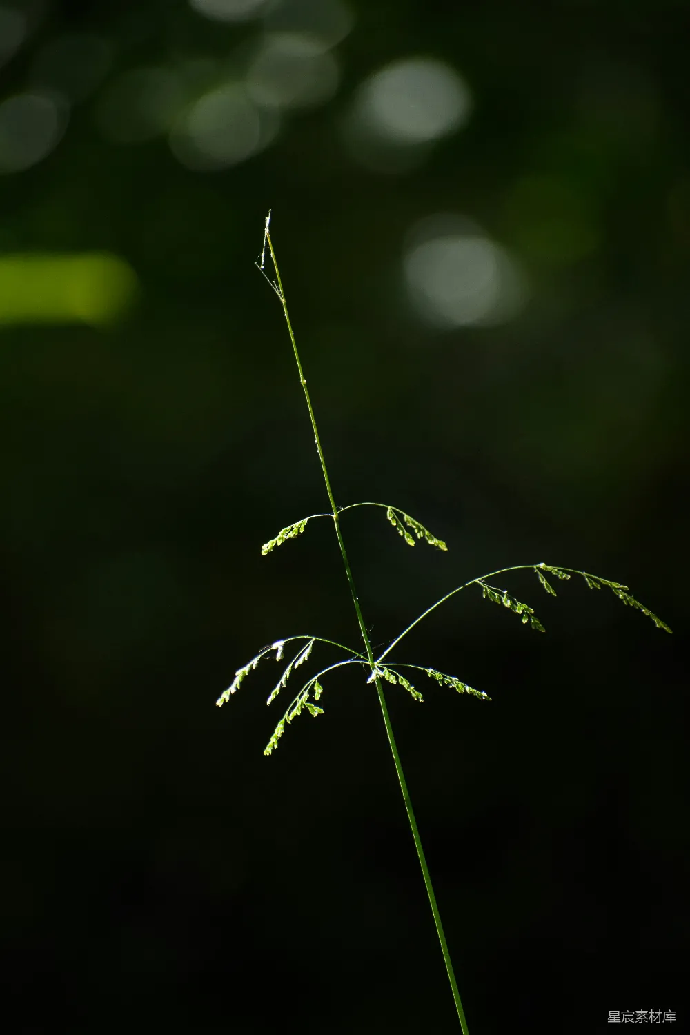 高清摄影 晨露 草 自然 清新 宁静 晨露中的草