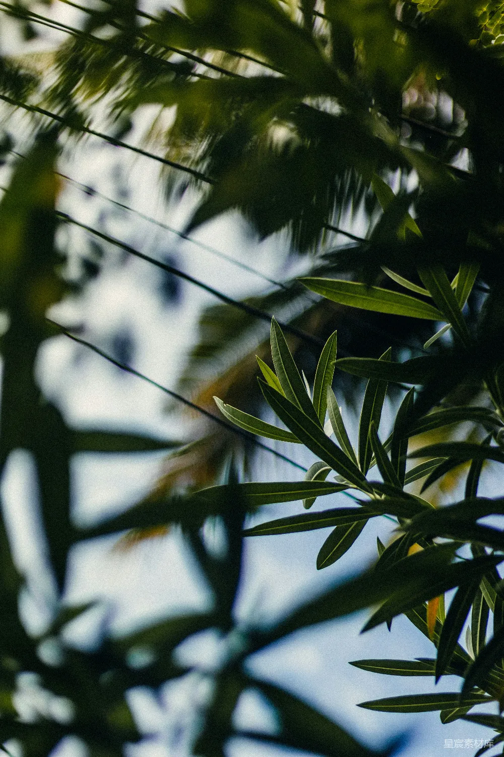 高清摄影 自然 绿色 模糊 植物 户外 绿叶与模糊背景的自然之美