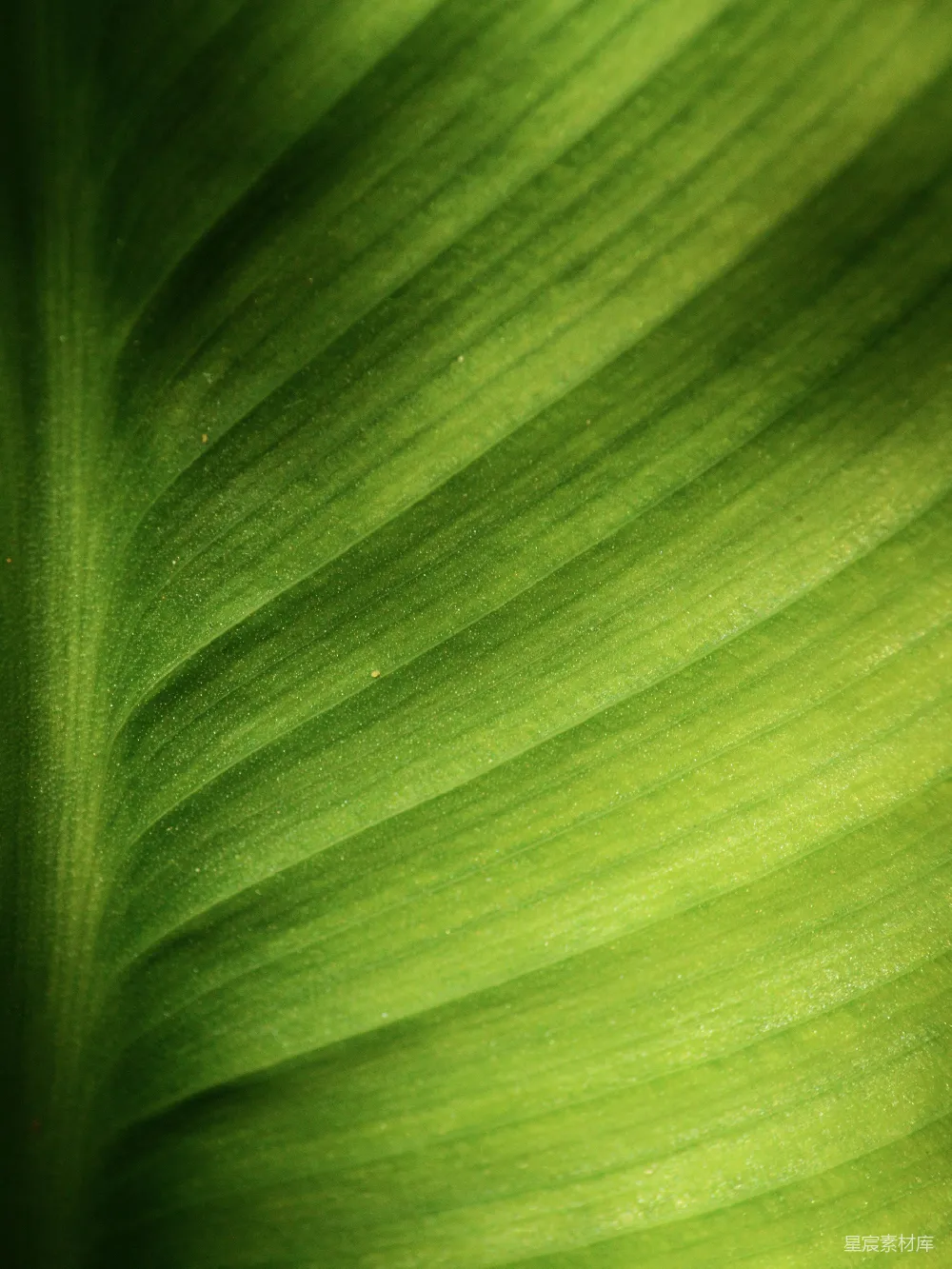 高清摄影 自然 绿色 纹理 植物 生态 生机盎然的绿色叶片特写