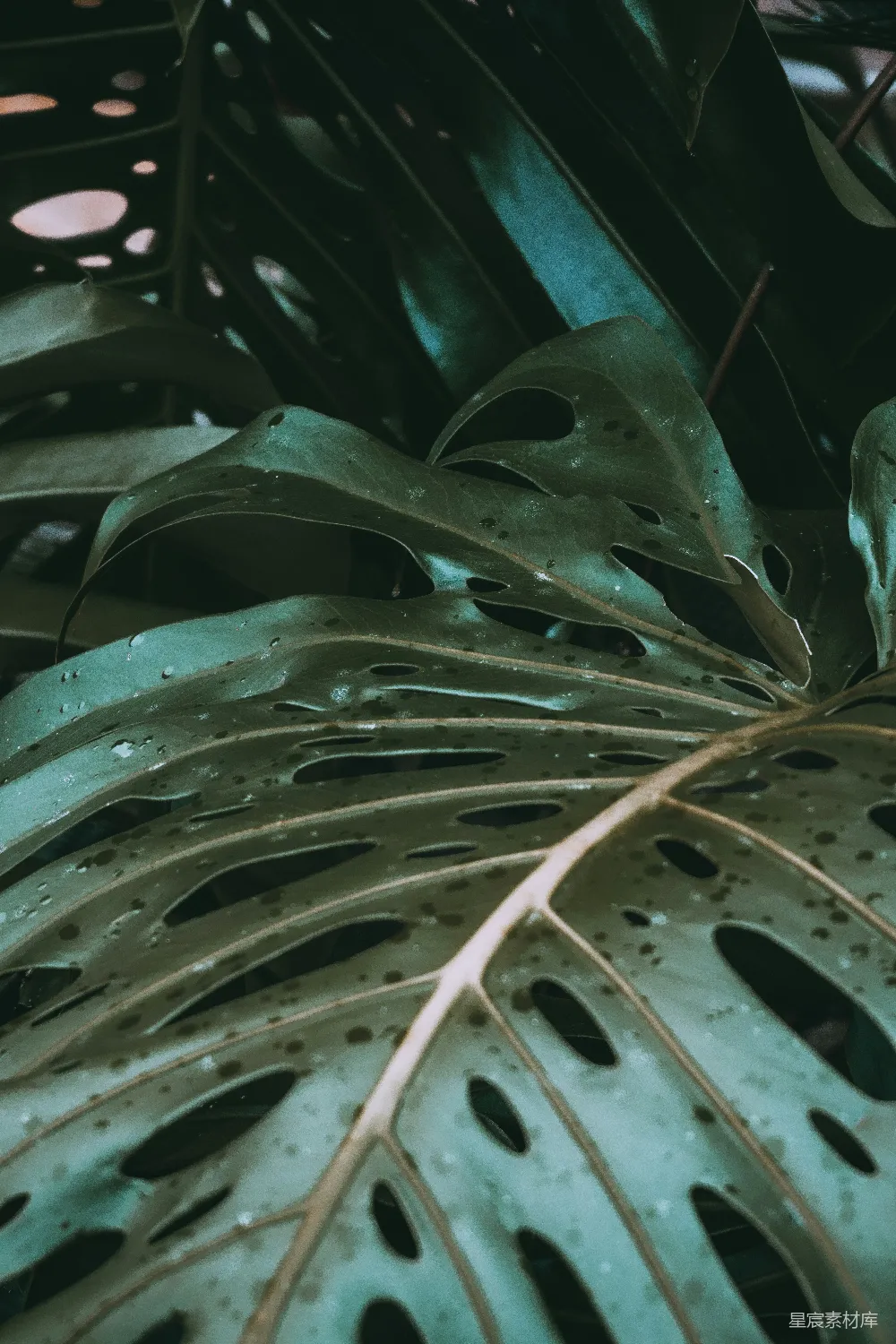 高清摄影 植物 自然 热带 镂空叶片 生态 热带植物的特写：镂空叶片的自然美