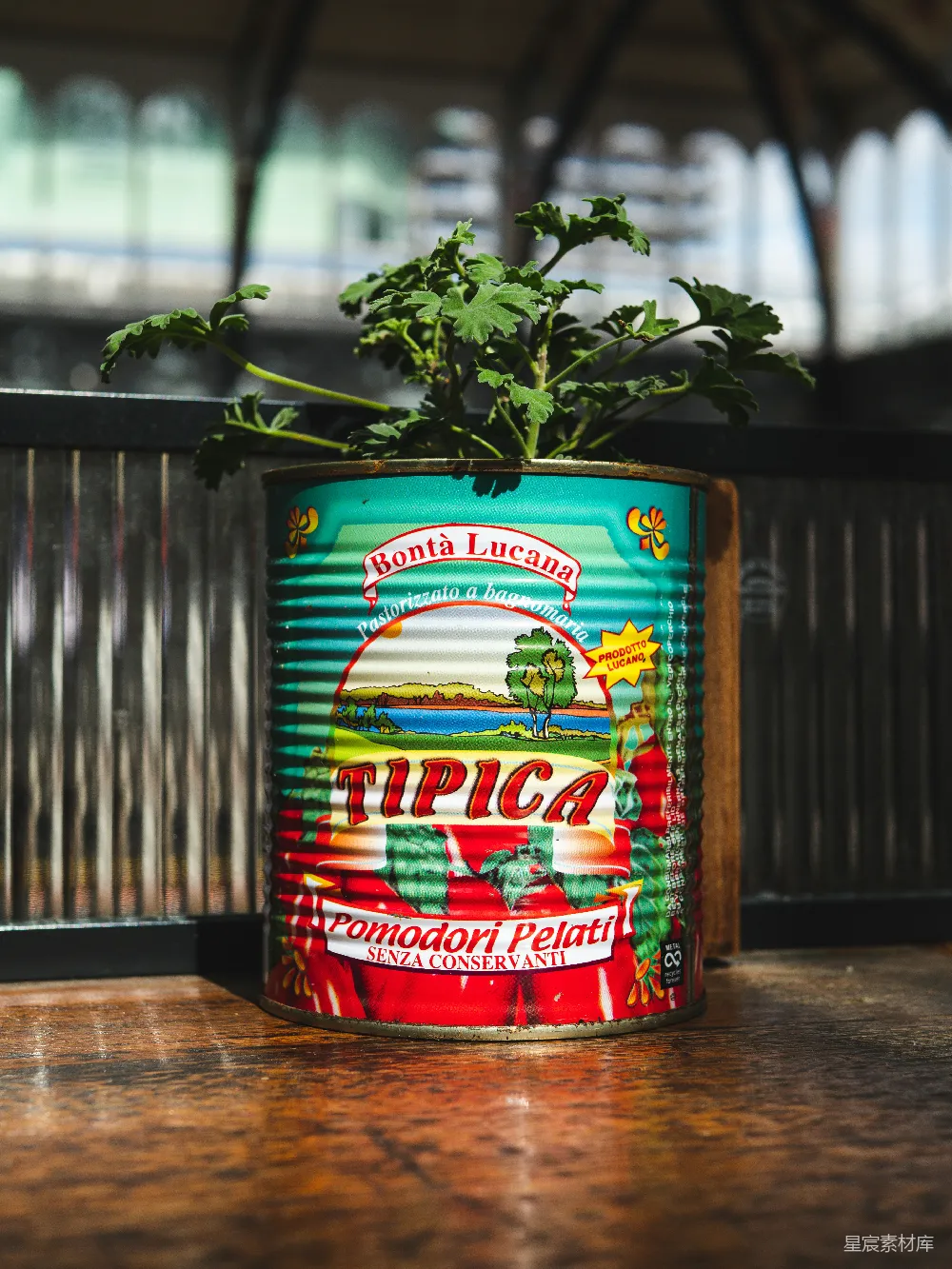 高清摄影 植物盆栽 旧罐改造 创意园艺 复古风格 家居装饰 旧罐变身植物盆栽