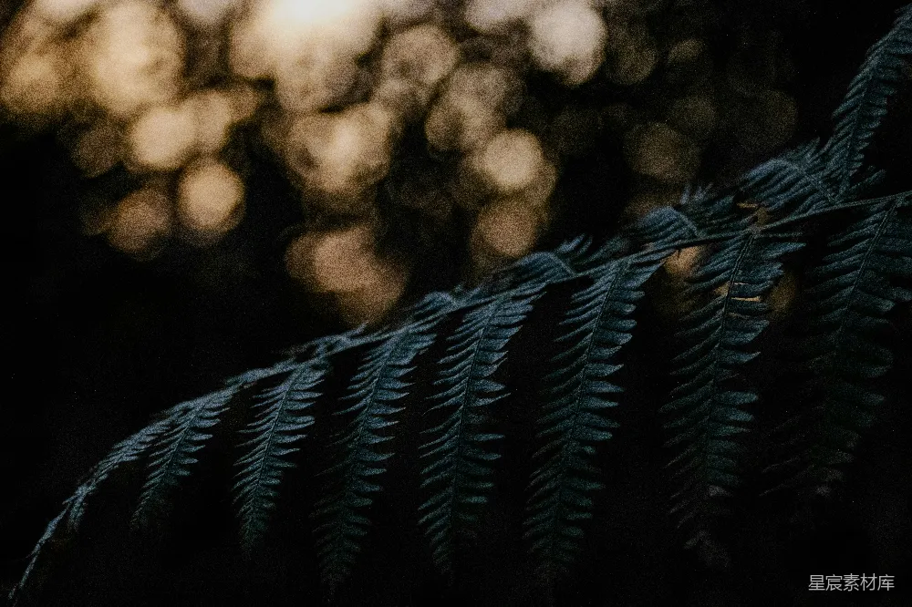高清摄影 蕨叶 夜晚 自然 模糊 背景 夜色中的蕨叶