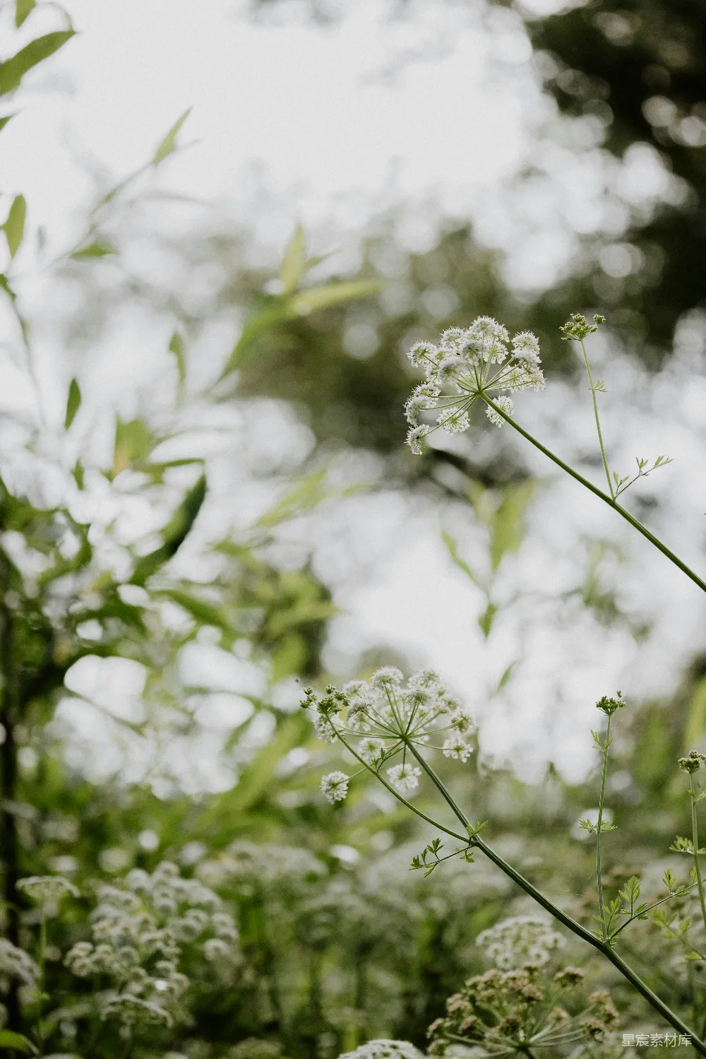 高清摄影 自然 宁静 花朵 清新 户外 宁静自然中的白色花朵