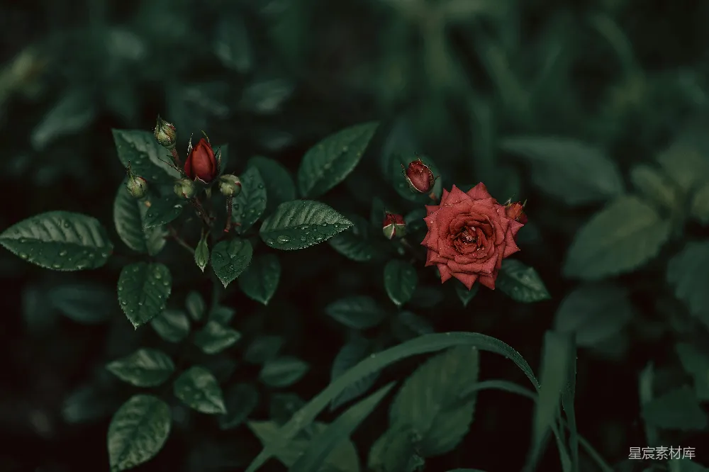 高清摄影 玫瑰 晨露 自然 花卉 绿意 晨露中的玫瑰