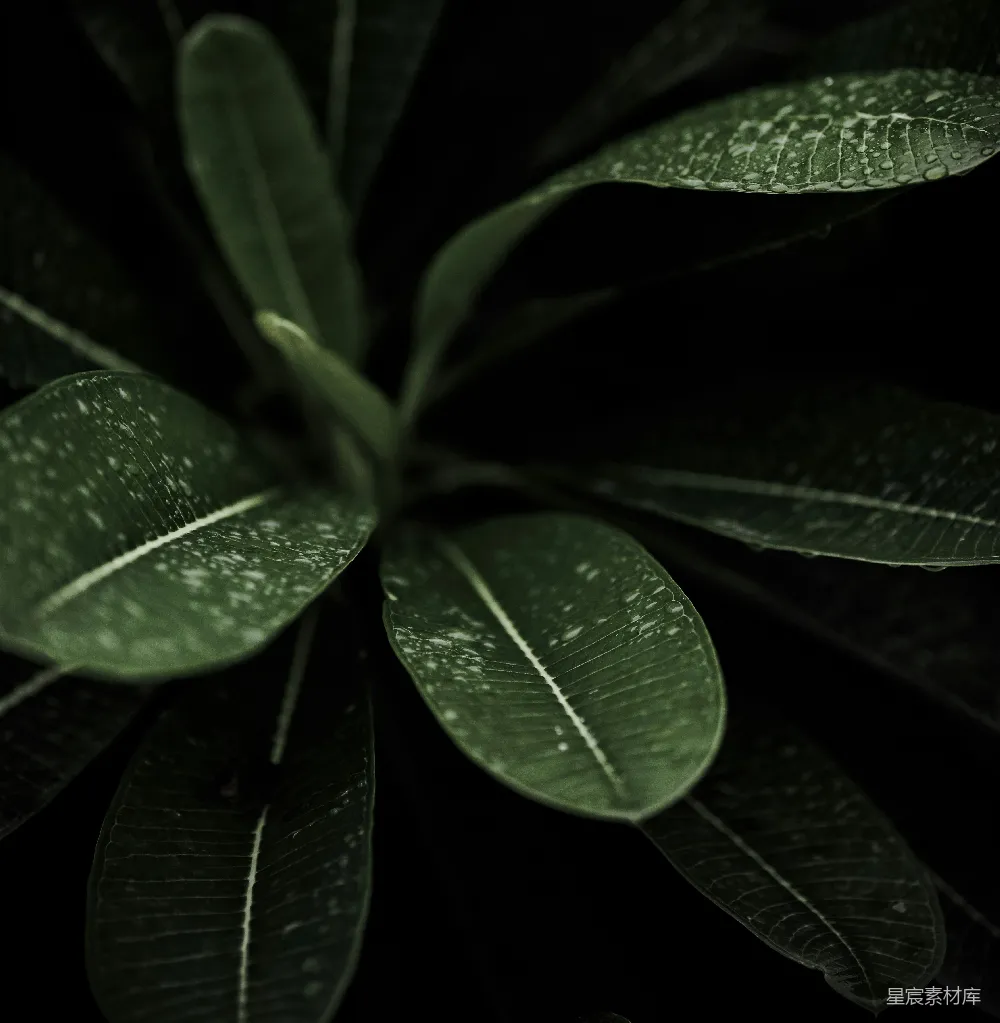 高清摄影 植物 自然 雨滴 静谧 绿色 雨后绿叶