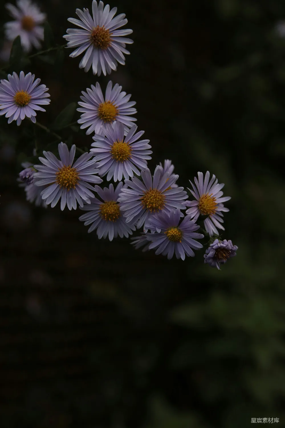 高清摄影 雏菊 紫色 自然 宁静 花卉 紫色雏菊的静谧时刻