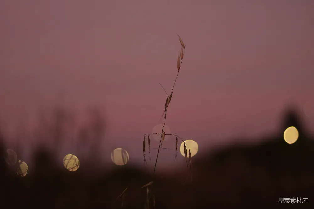 高清摄影 夕阳 麦穗 自然 宁静 剪影 夕阳下的麦穗