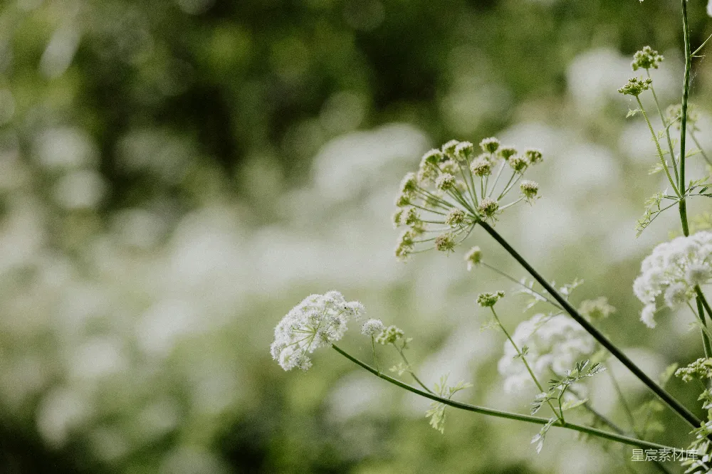 高清摄影 自然 植物 清新 田园 夏季 夏日田野中的白色花朵