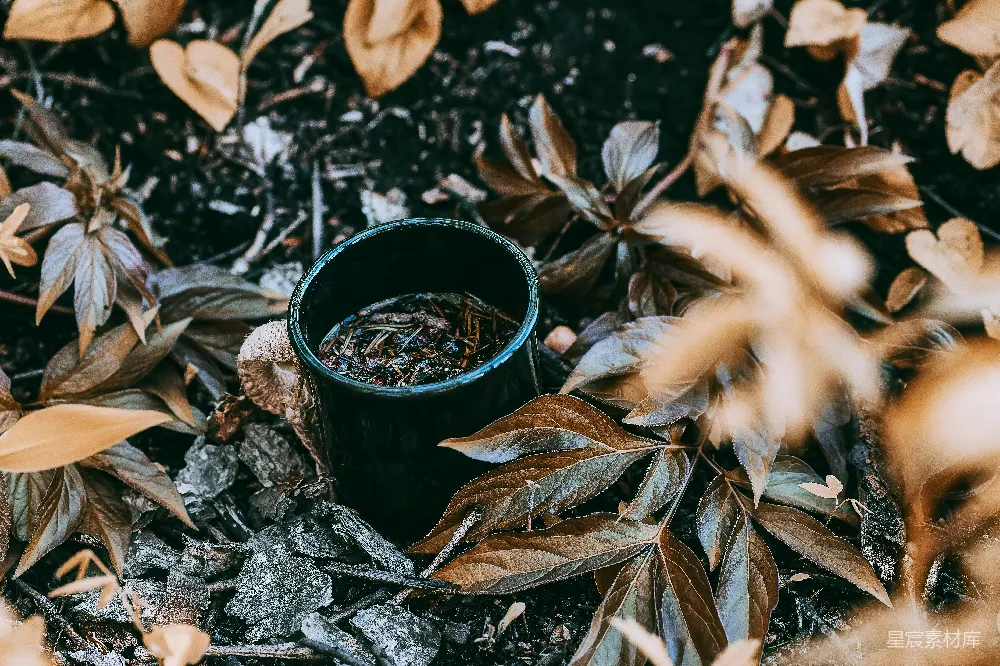 高清摄影 秋天 自然 静谧 户外 落叶 深秋落叶中的黑色杯子