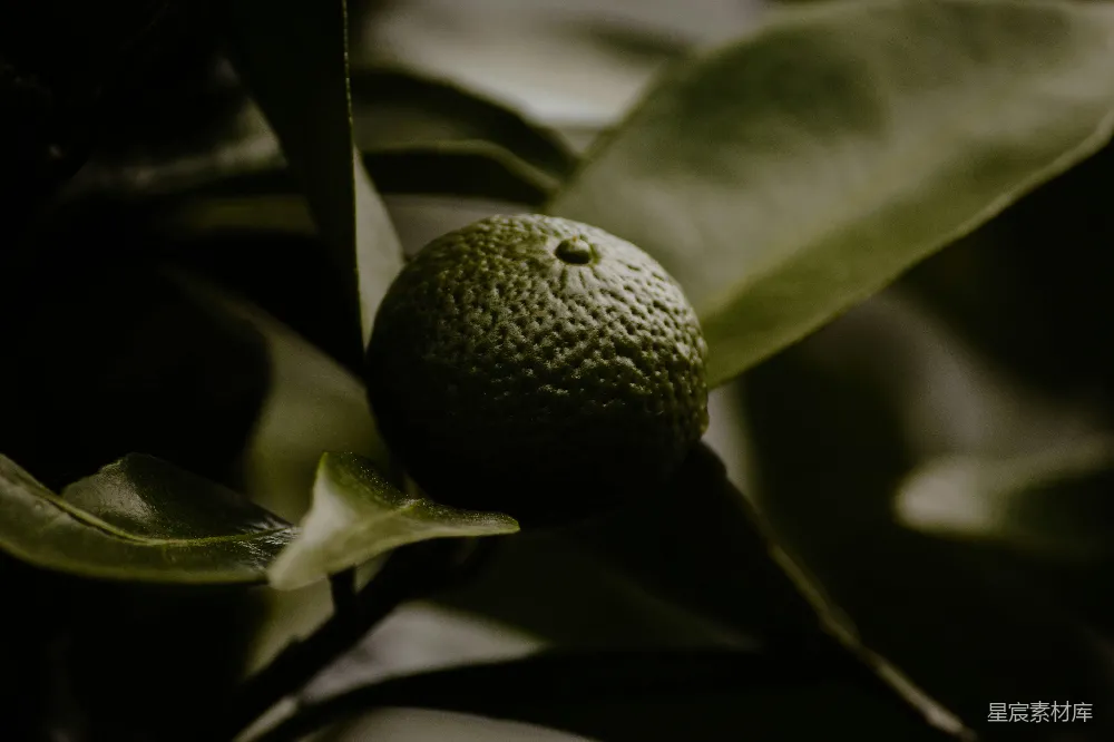 高清摄影 绿色 自然 果实 静谧 植物 绿叶下的青涩果实