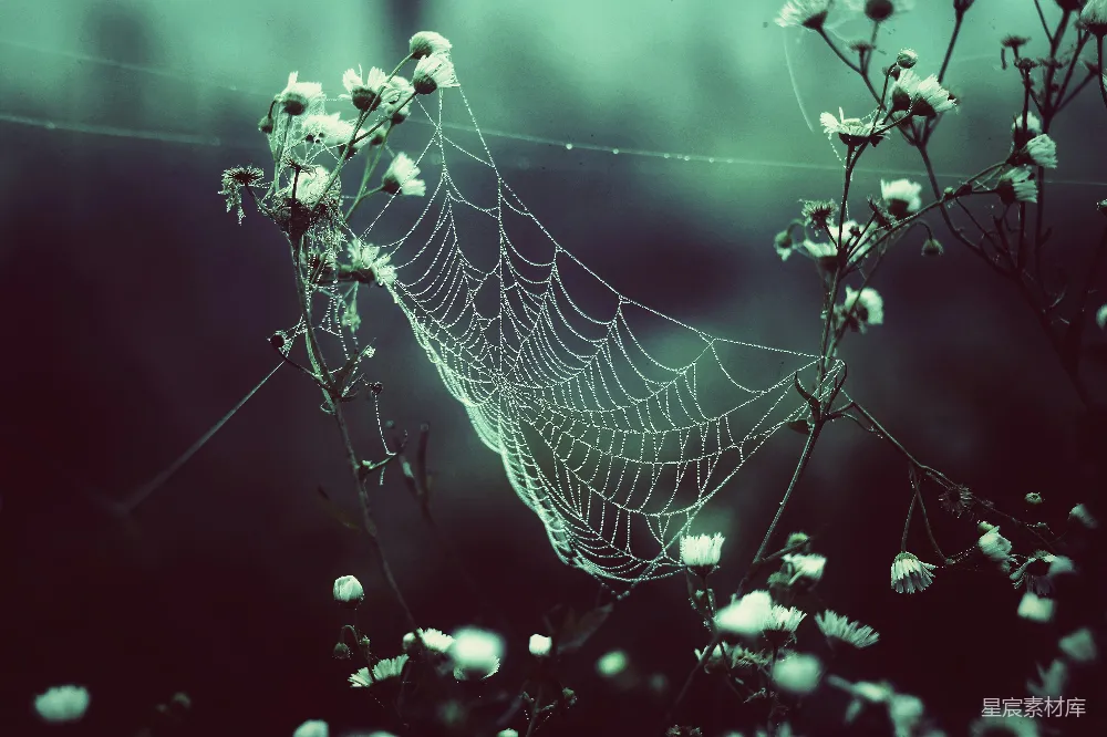 高清摄影 自然 晨露 蜘蛛网 植物 宁静 晨露中的蛛网
