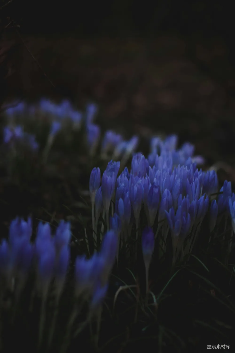 高清摄影 花朵 紫色 夜晚 自然 宁静 紫色花朵在黑暗中的优雅