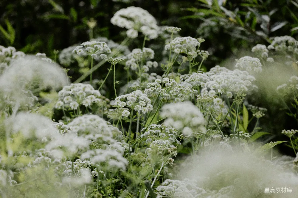 高清摄影 自然 花卉 清新 户外 宁静 白色花朵的自然美景
