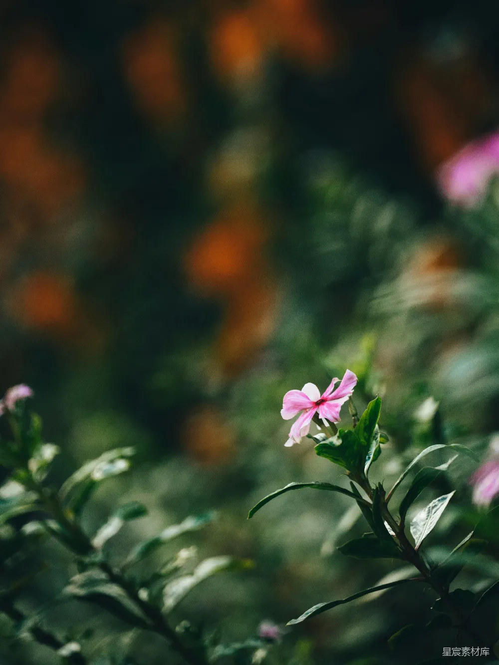 高清摄影 自然 花卉 宁静 植物 户外 粉红花苞的静谧时刻