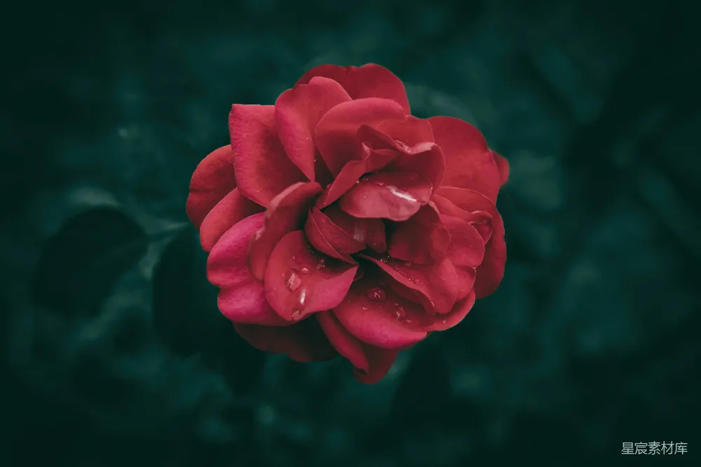 高清摄影 红玫瑰 晨露 自然 花卉 静谧 晨露中的红玫瑰