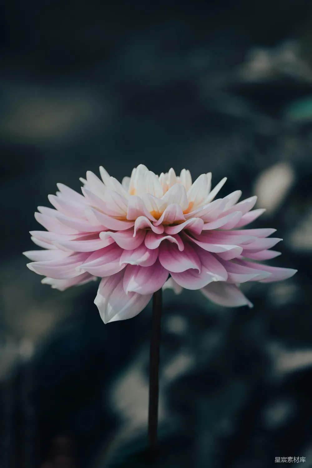 高清摄影 花朵 自然 摄影 美学 静谧 粉白相间的优雅花束