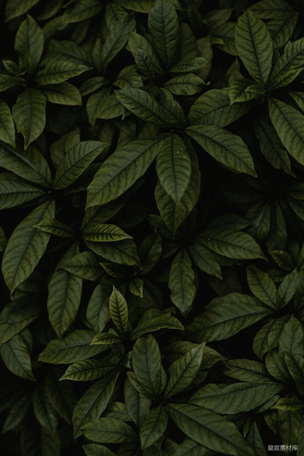高清摄影 自然 叶子 深色背景 植物 纹理 深绿色的植物叶