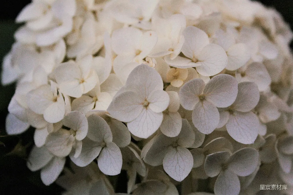 高清摄影 花朵 自然 清新 摄影 花卉 淡雅的白花簇