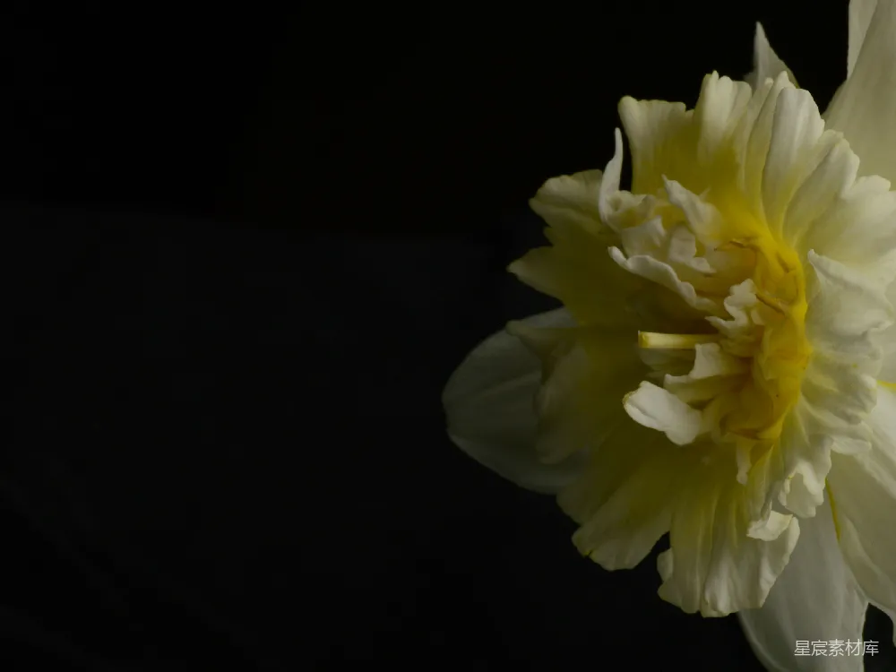 高清摄影 花卉 摄影 简洁 对比 自然 洁白的花朵与黑色背景