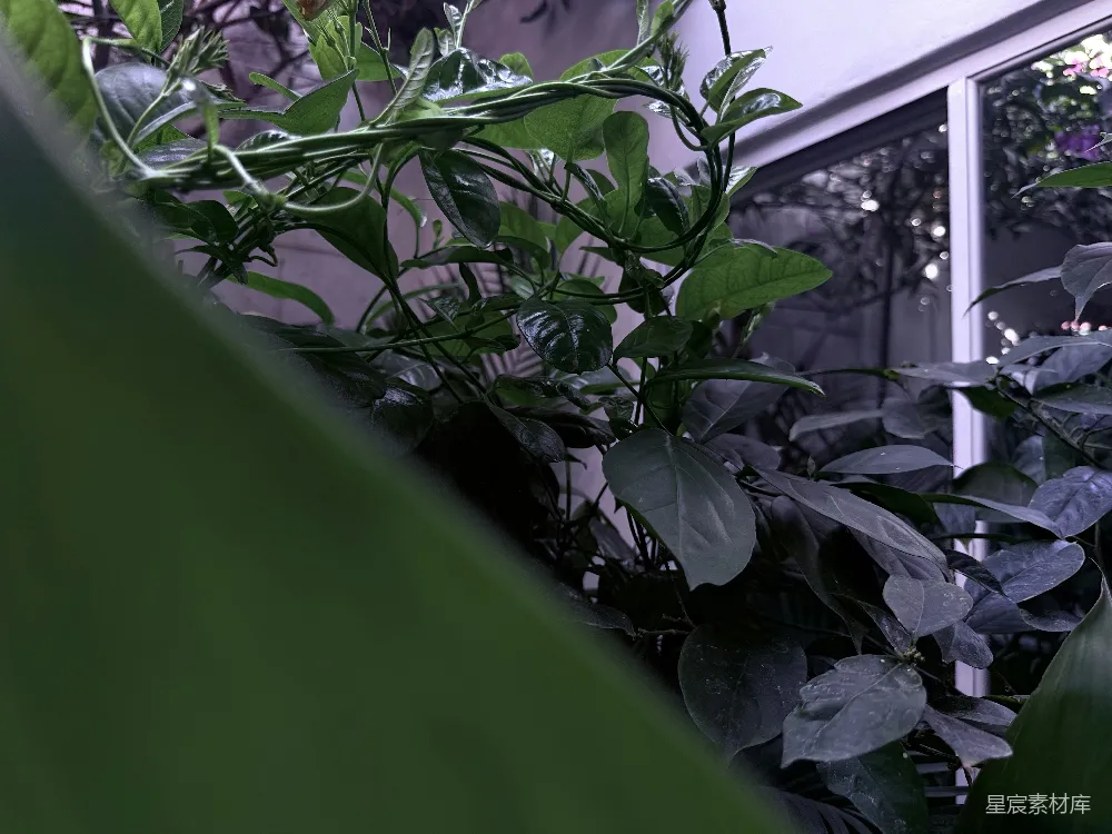 高清摄影 植物 雨后 清新 自然 室内 雨后植物的清新景象